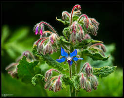 Hairy Bloom Buds by KeldBach