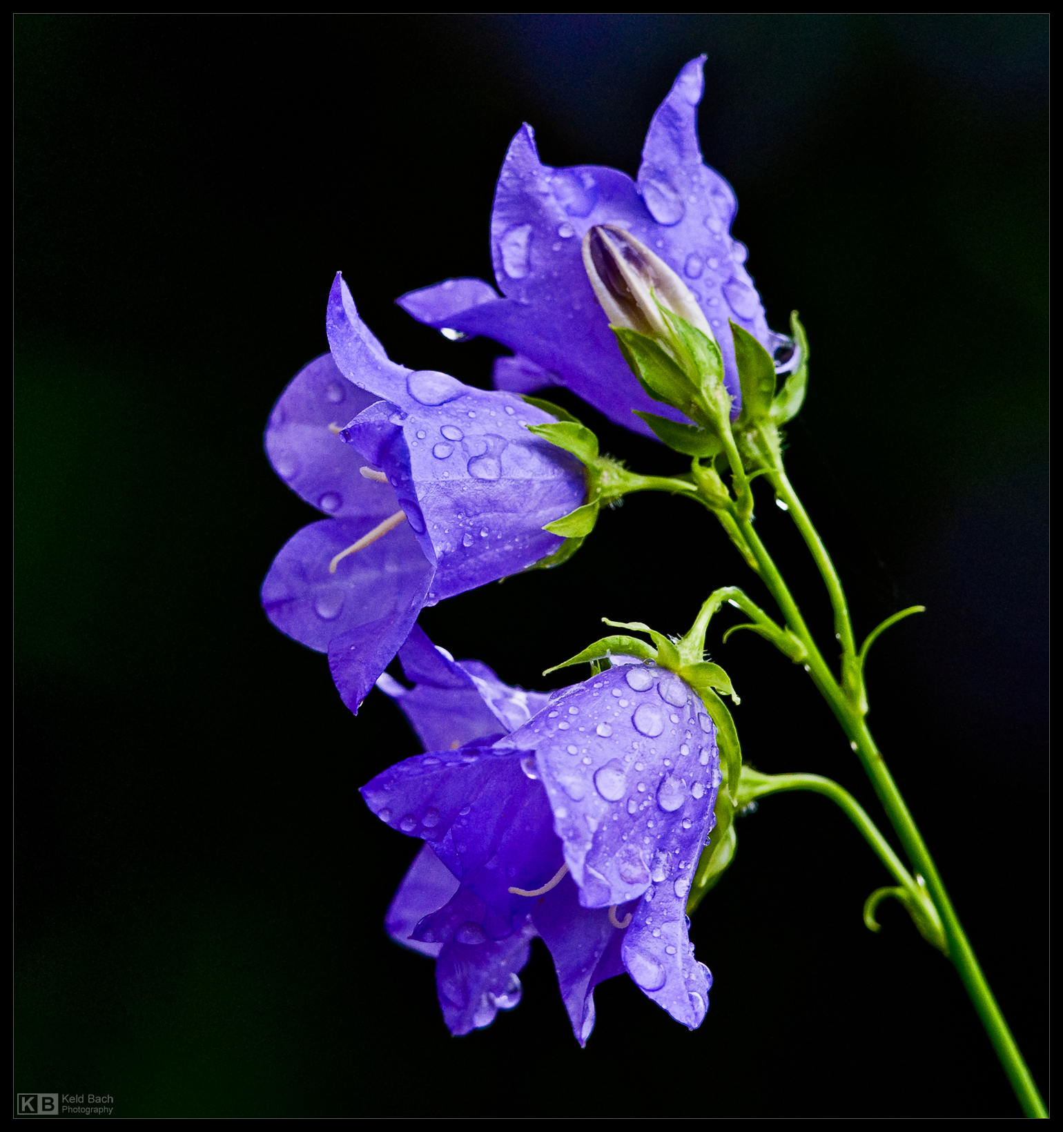 Blue Clips in the Rain