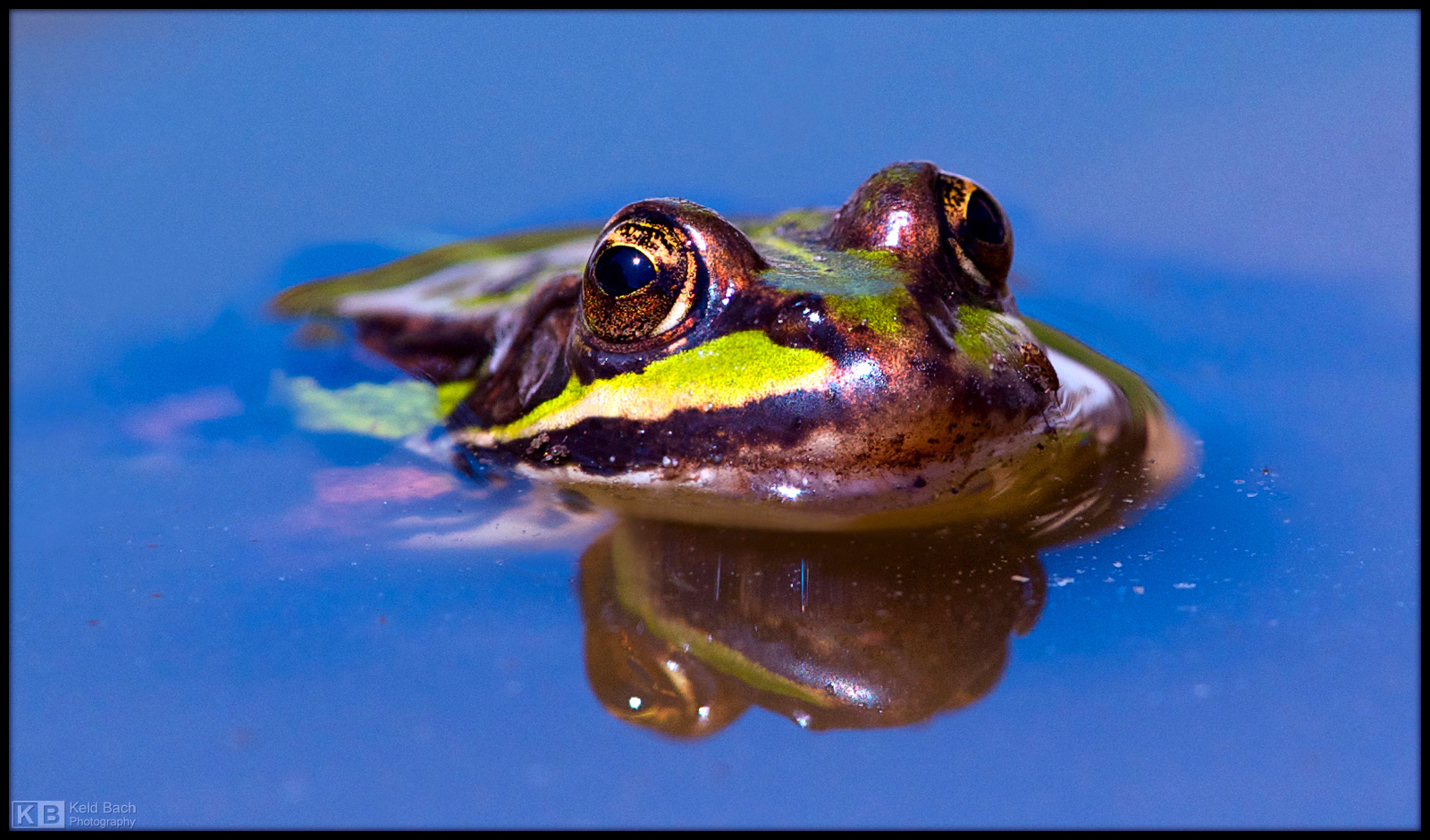 My Little Green Frog
