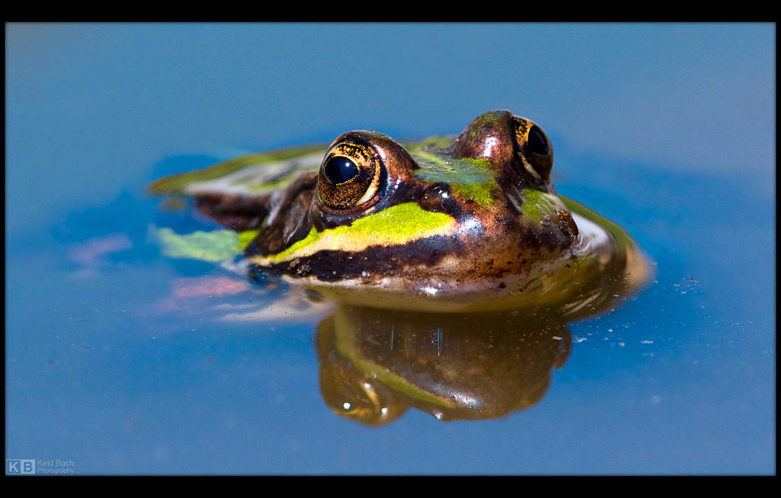 My Little Green Frog by KeldBach
