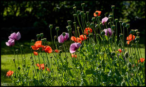 The Joy of Summer by KeldBach