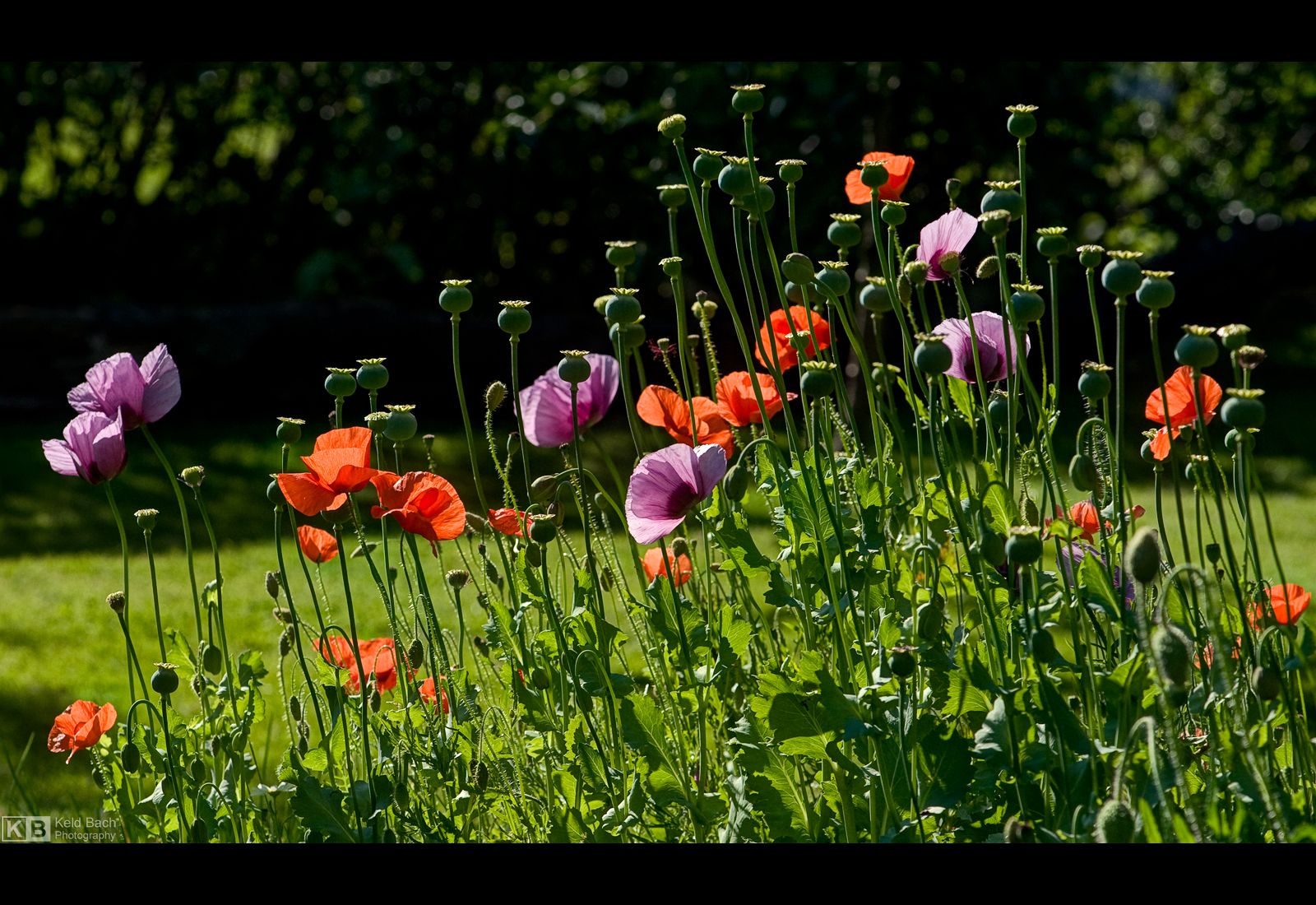 The Joy of Summer by KeldBach