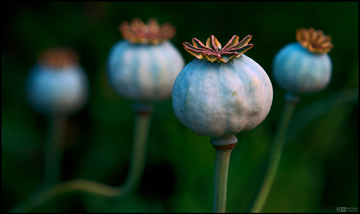 Poppy Pods