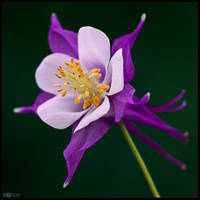 Purple and White Aquilegia by KeldBach