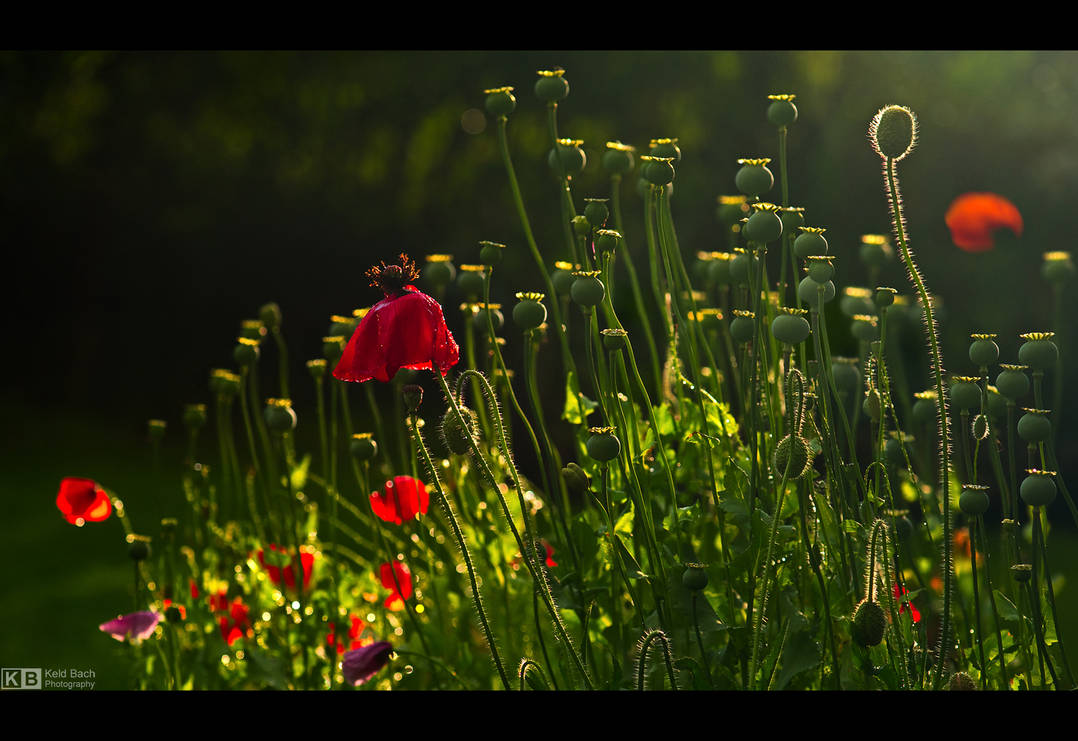 Wet Poppies by KeldBach
