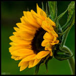 Sunflower Portrait by KeldBach