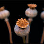 Poppy Seed Pods