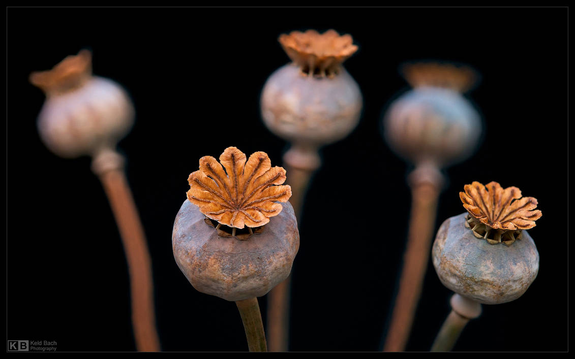 Poppy Seed Pods 2 by KeldBach