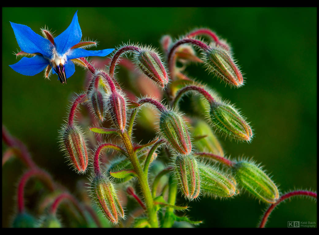 Little Blue Star by KeldBach