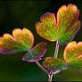 Withering Columbine Leaves