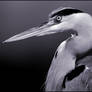 Heron Portrait in Mono