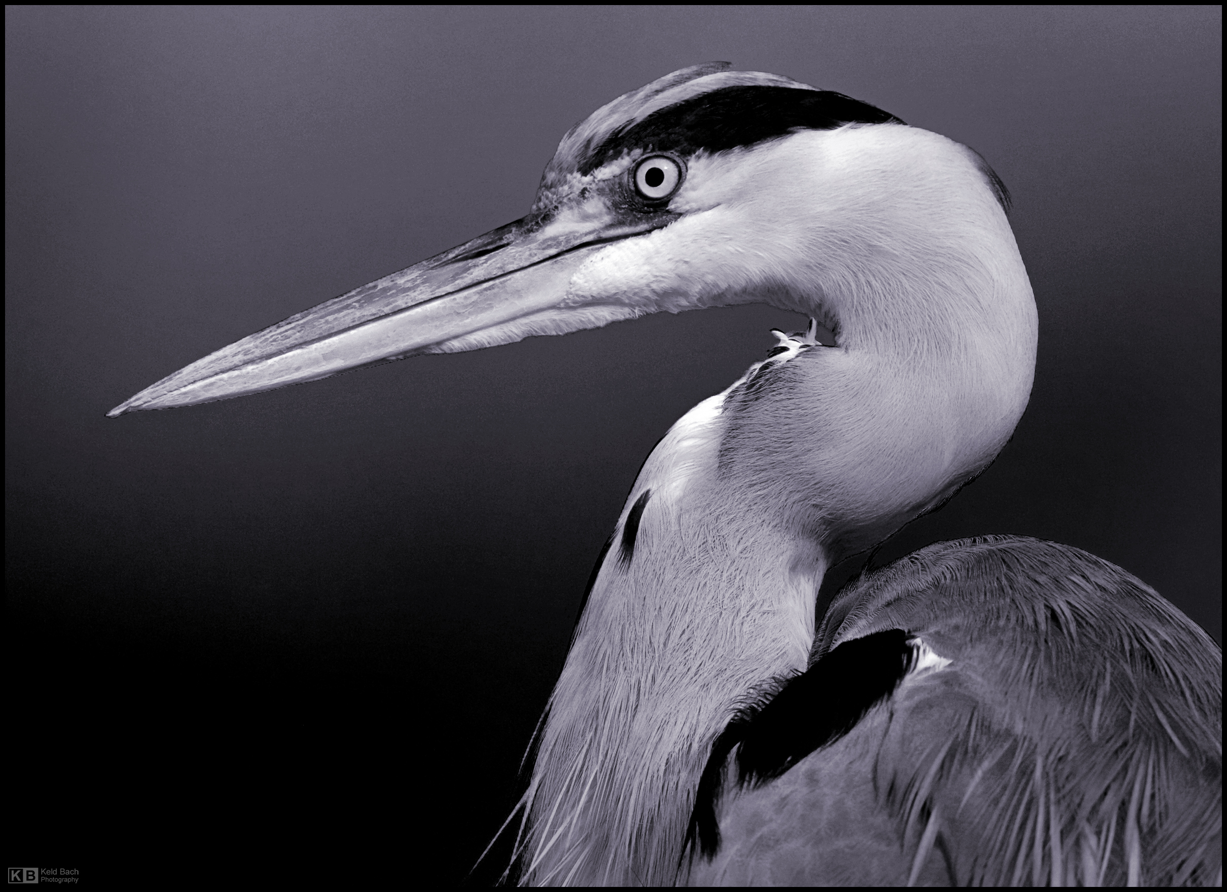 Heron Portrait in Mono