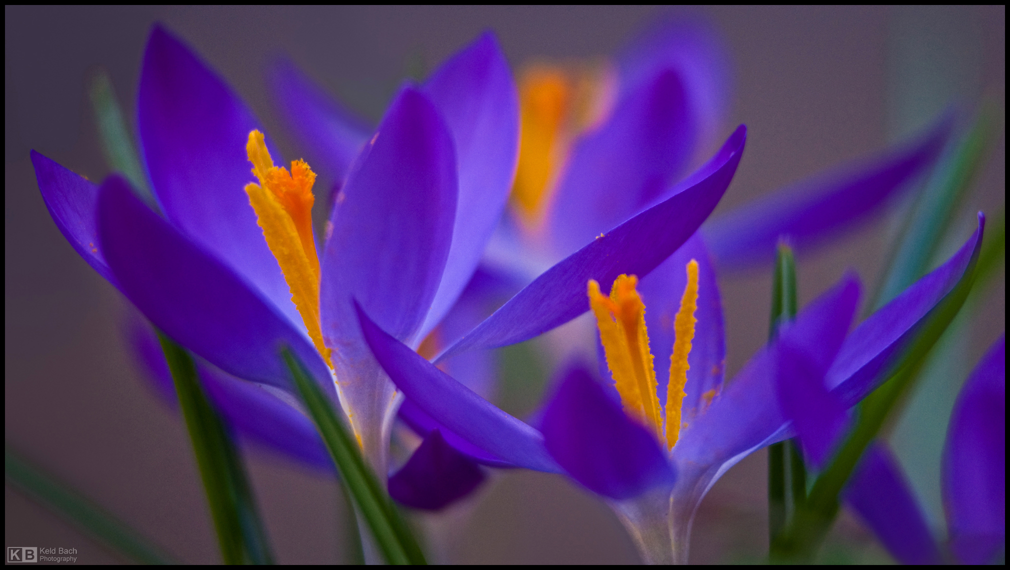 Purple Crocuses