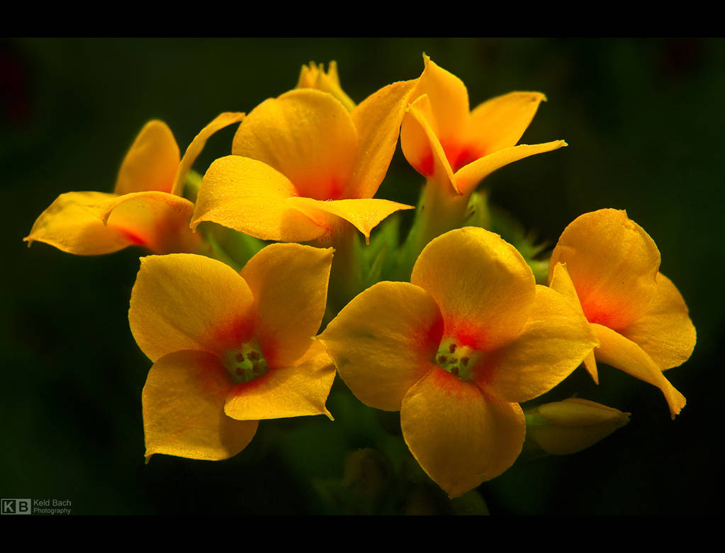 Let the Sunshine In by KeldBach