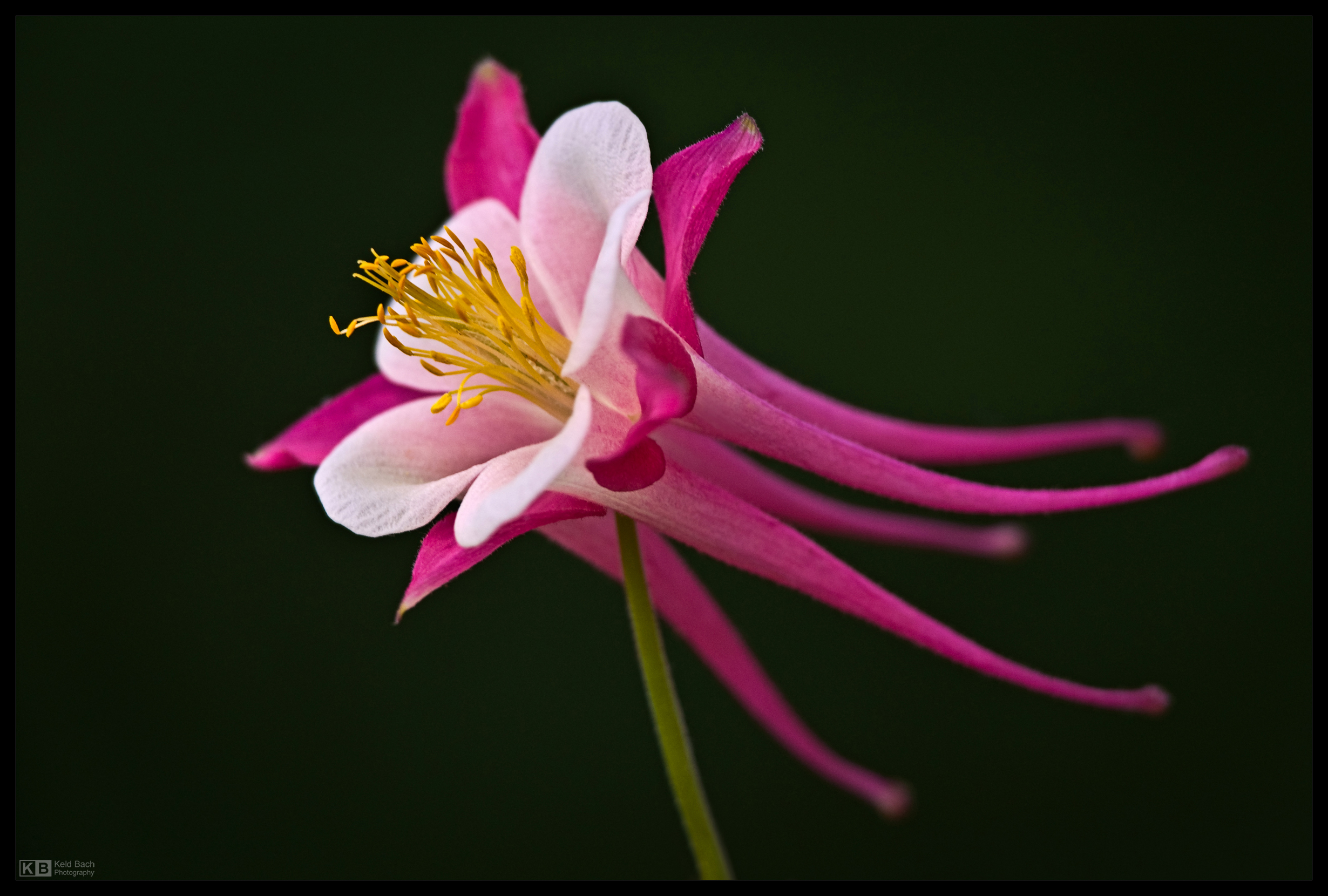 Pinkish Aquilegia