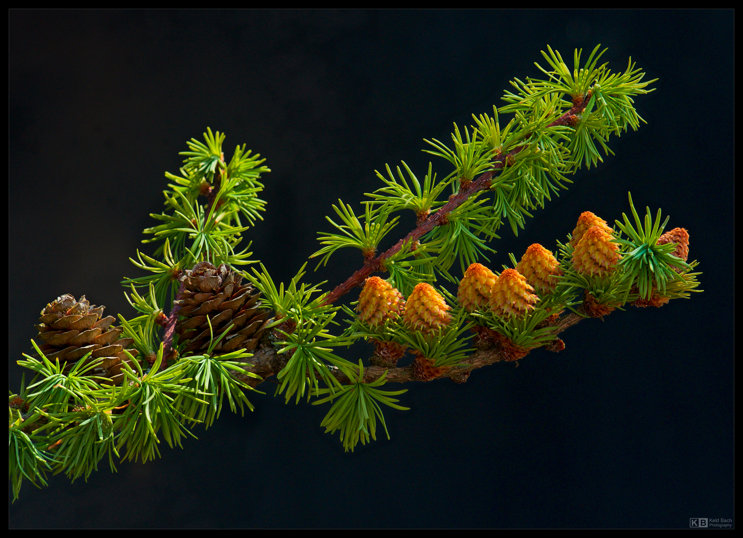 Baby Cones