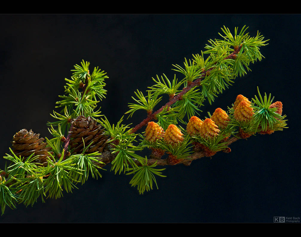 Baby Cones by KeldBach