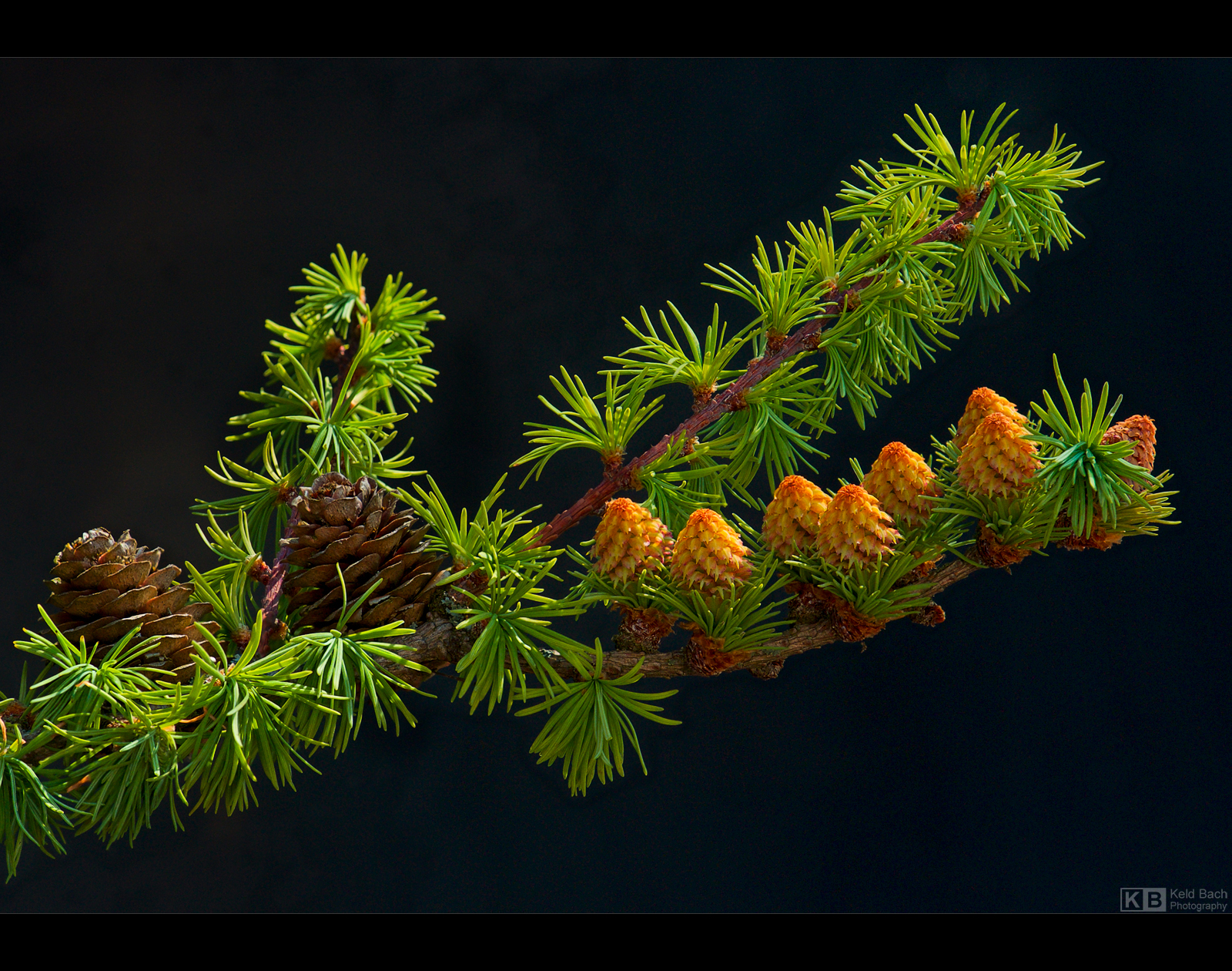 Baby Cones by KeldBach