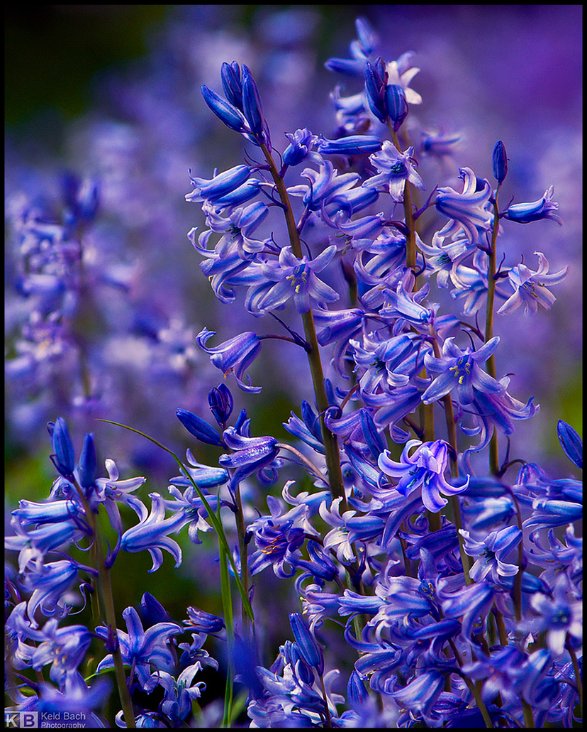 Bluebell Invasion