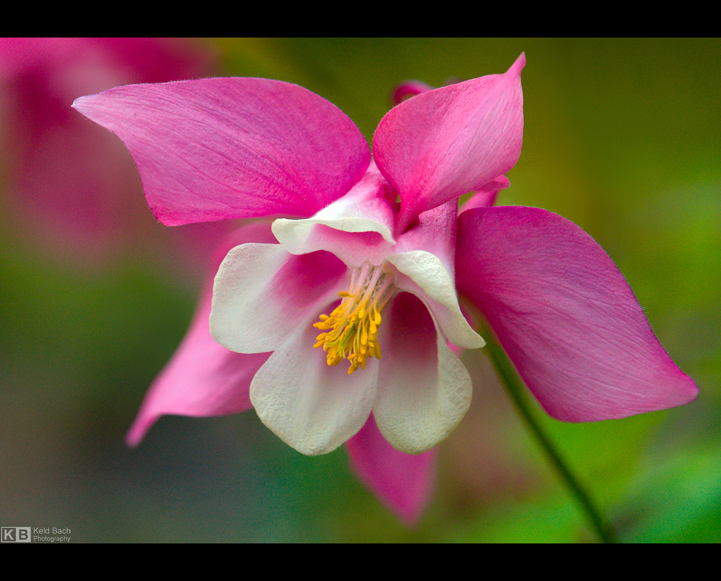 Pink Lady by KeldBach