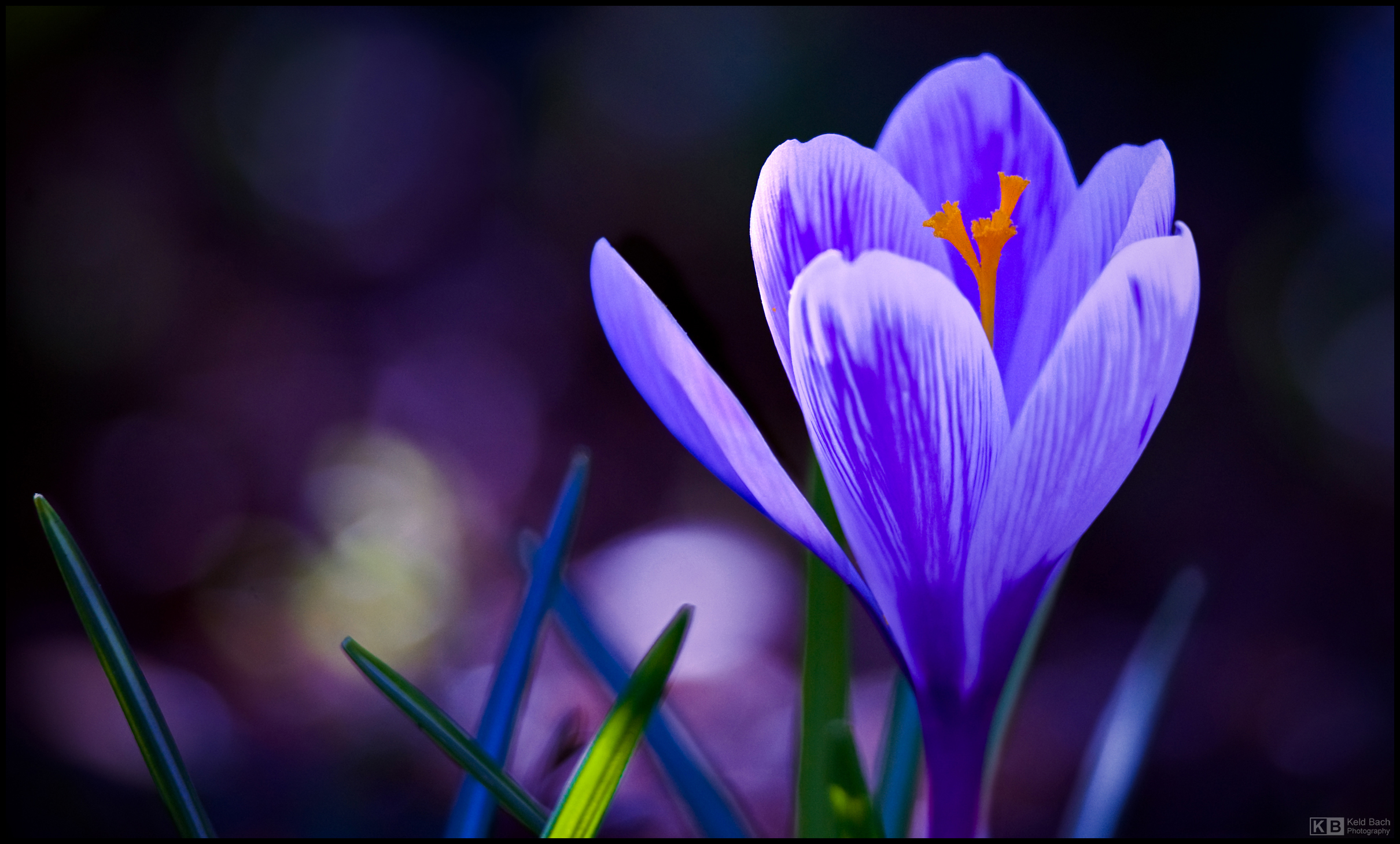 Bicoloured Crocus