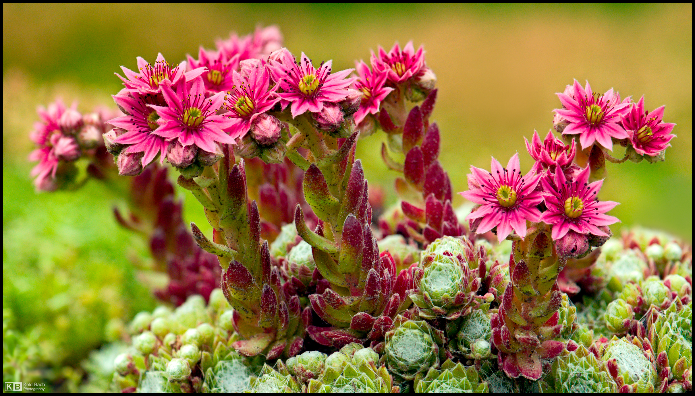 Blooming Cobweb