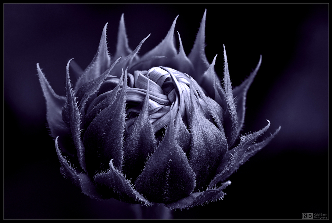 Sunflower Knot in Mono