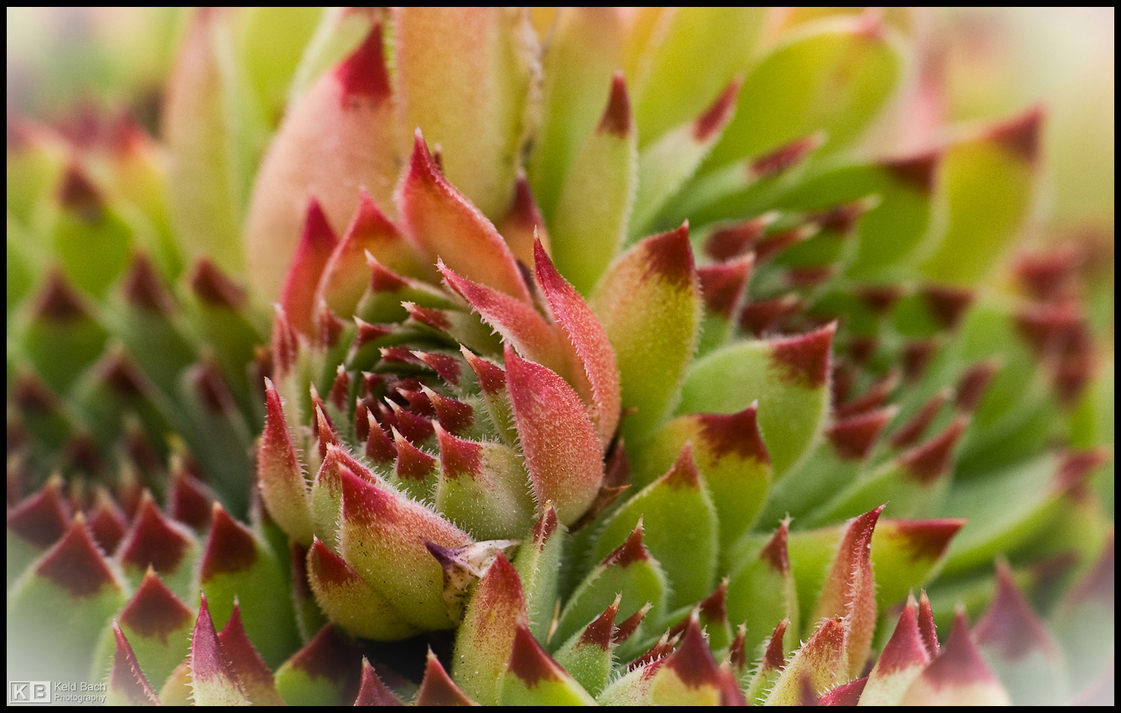 Sprouting Pinkish Succulent