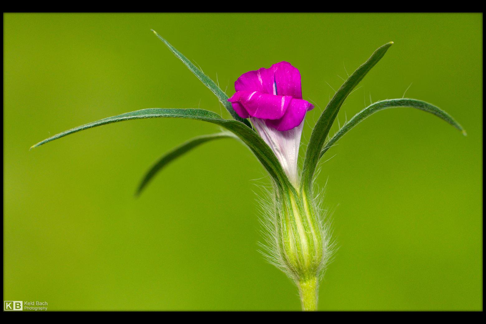 Hello World! by KeldBach