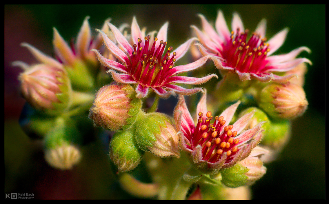 Blooming Sempervivum