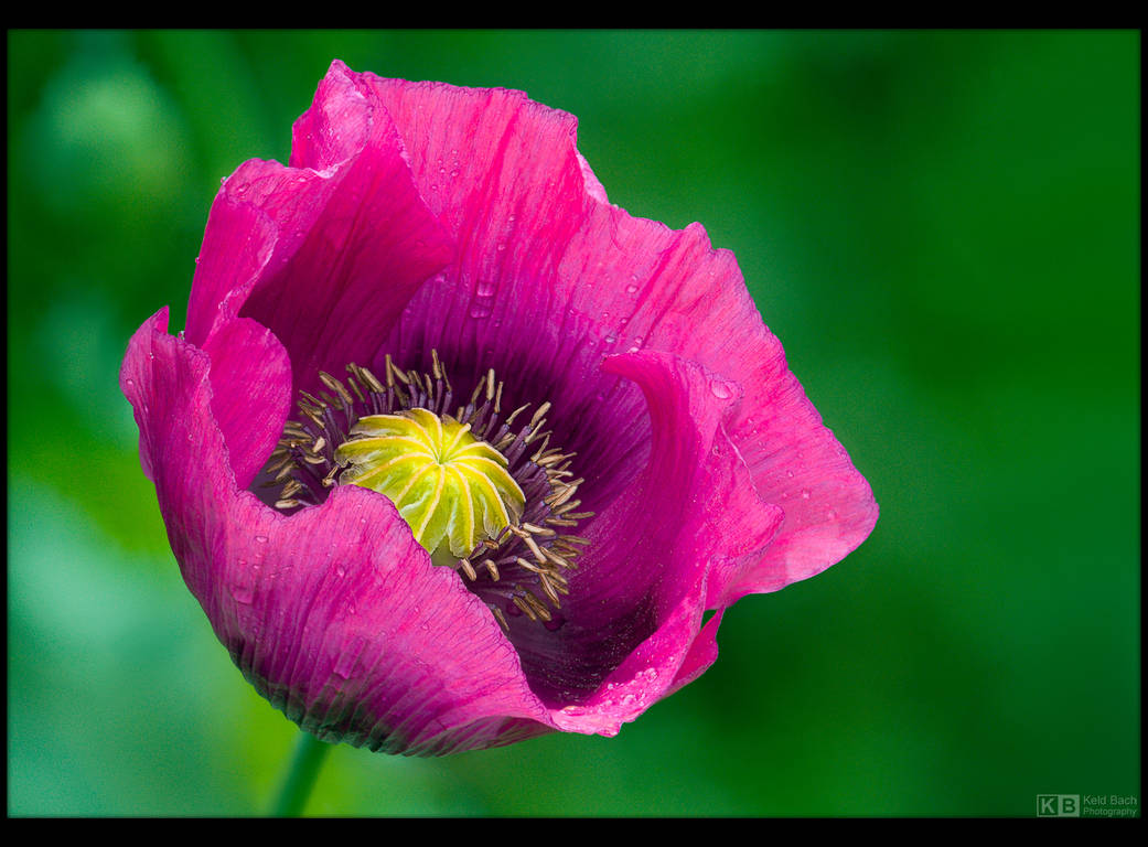 Magenta Poppy Portrait by KeldBach