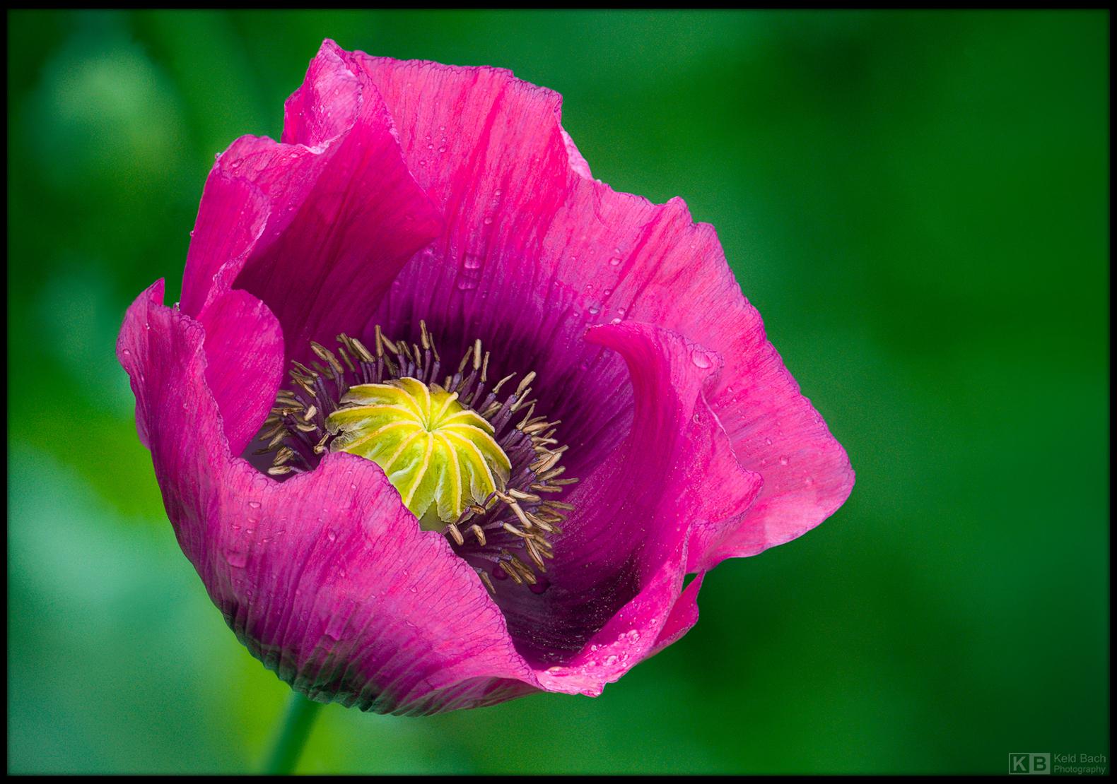 Magenta Poppy Portrait