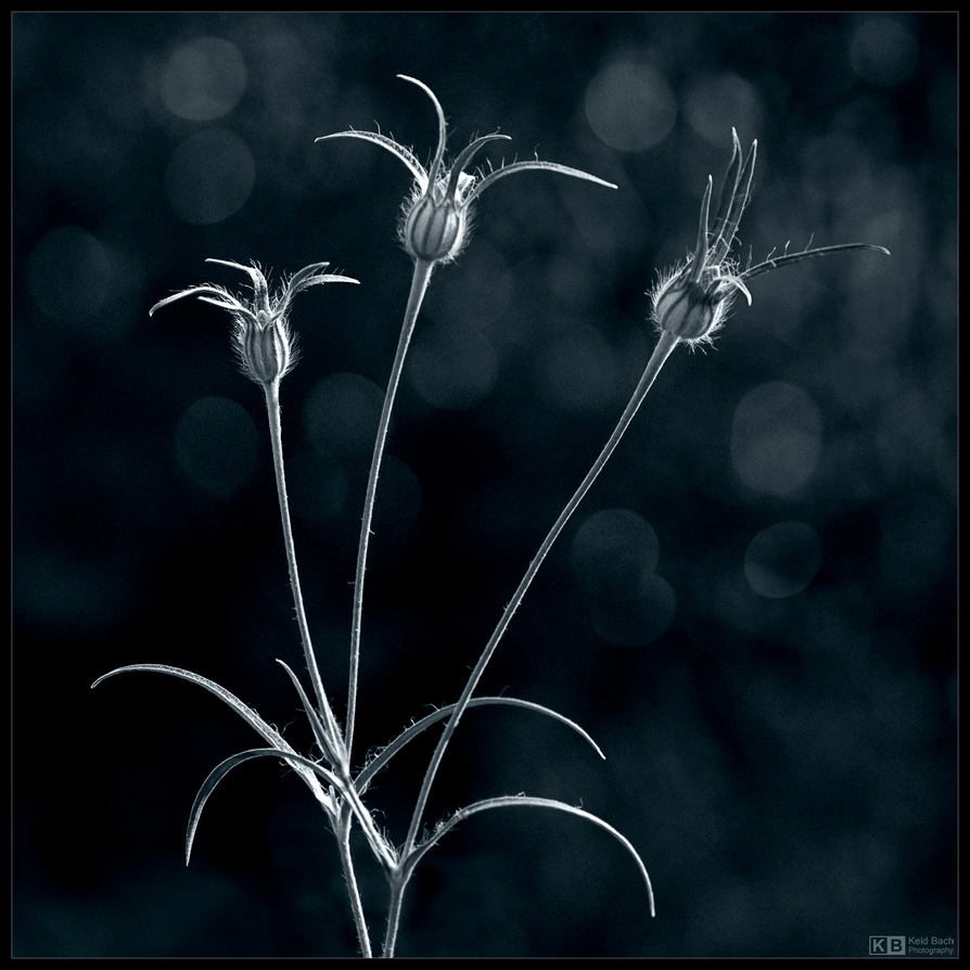 Gently Swaying in the Wind