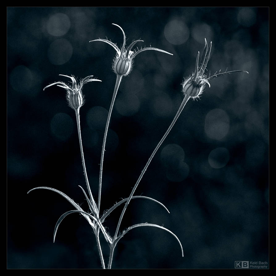 Gently Swaying in the Wind by KeldBach