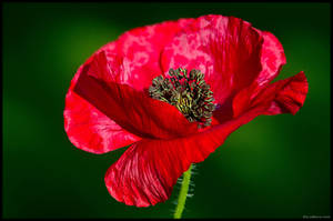 Blowing in the Wind by KeldBach