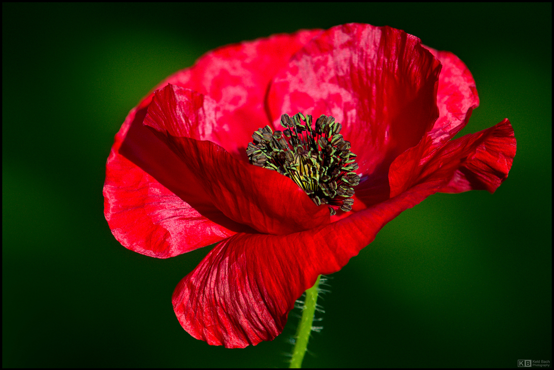 Blowing in the Wind
