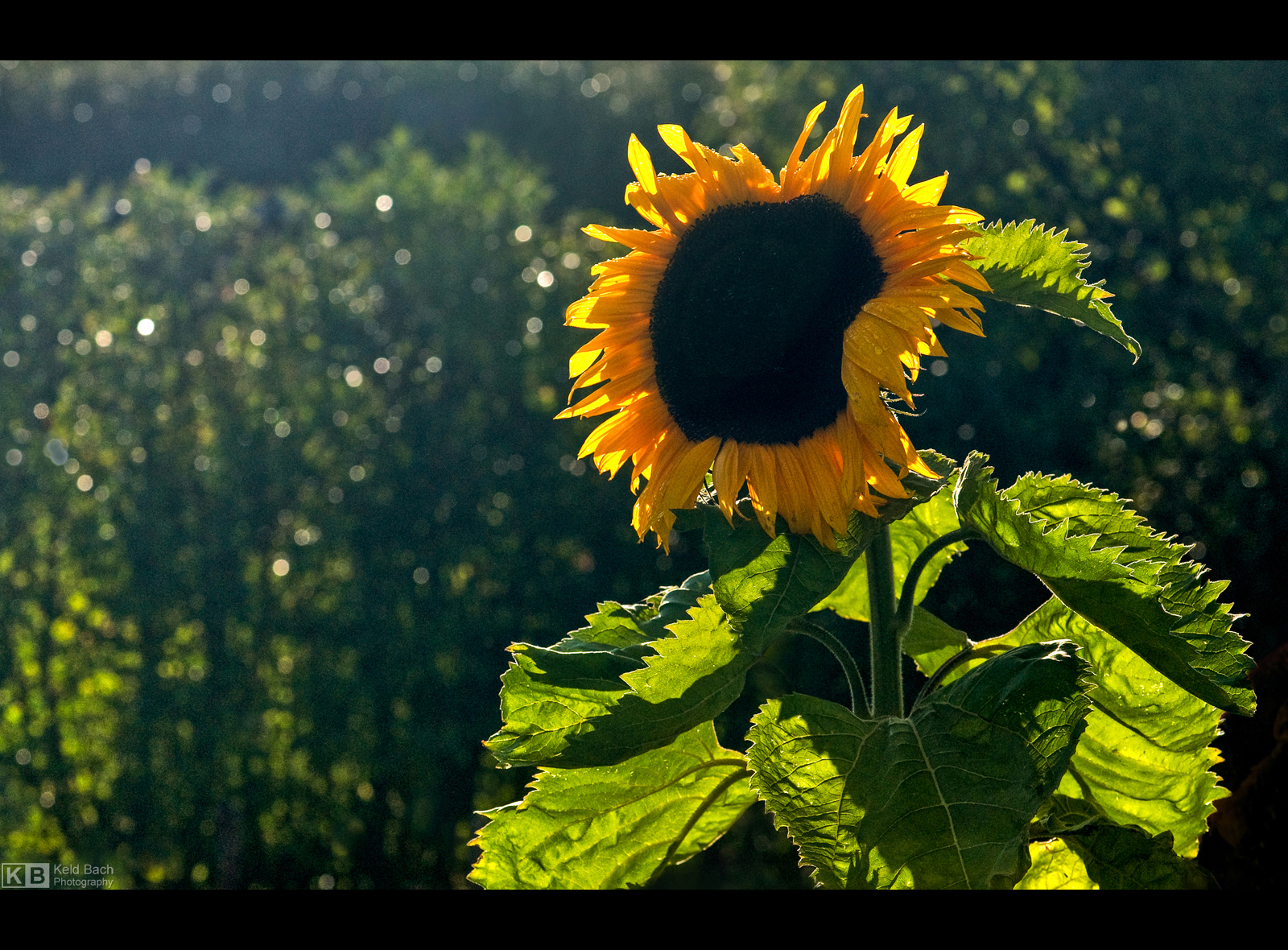 Come Sunshine by KeldBach