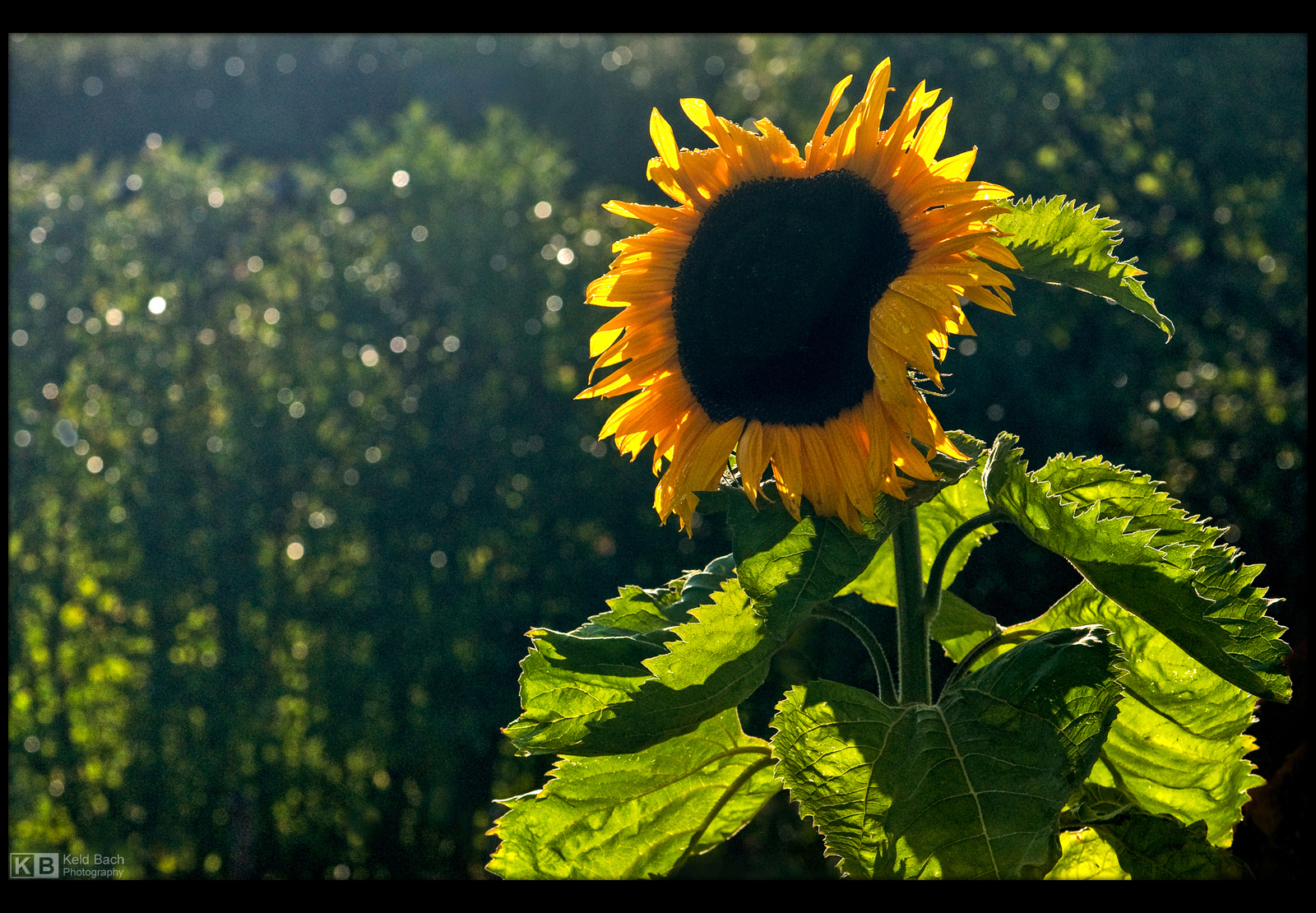 Come Sunshine by KeldBach