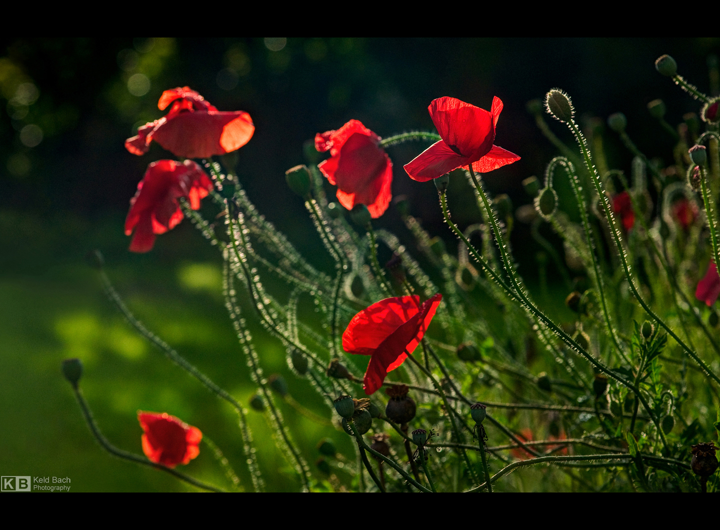 Poppy Mood by KeldBach