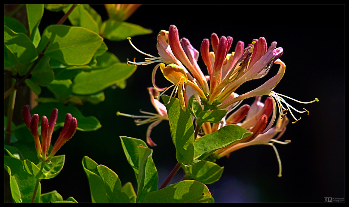 Honeysuckle