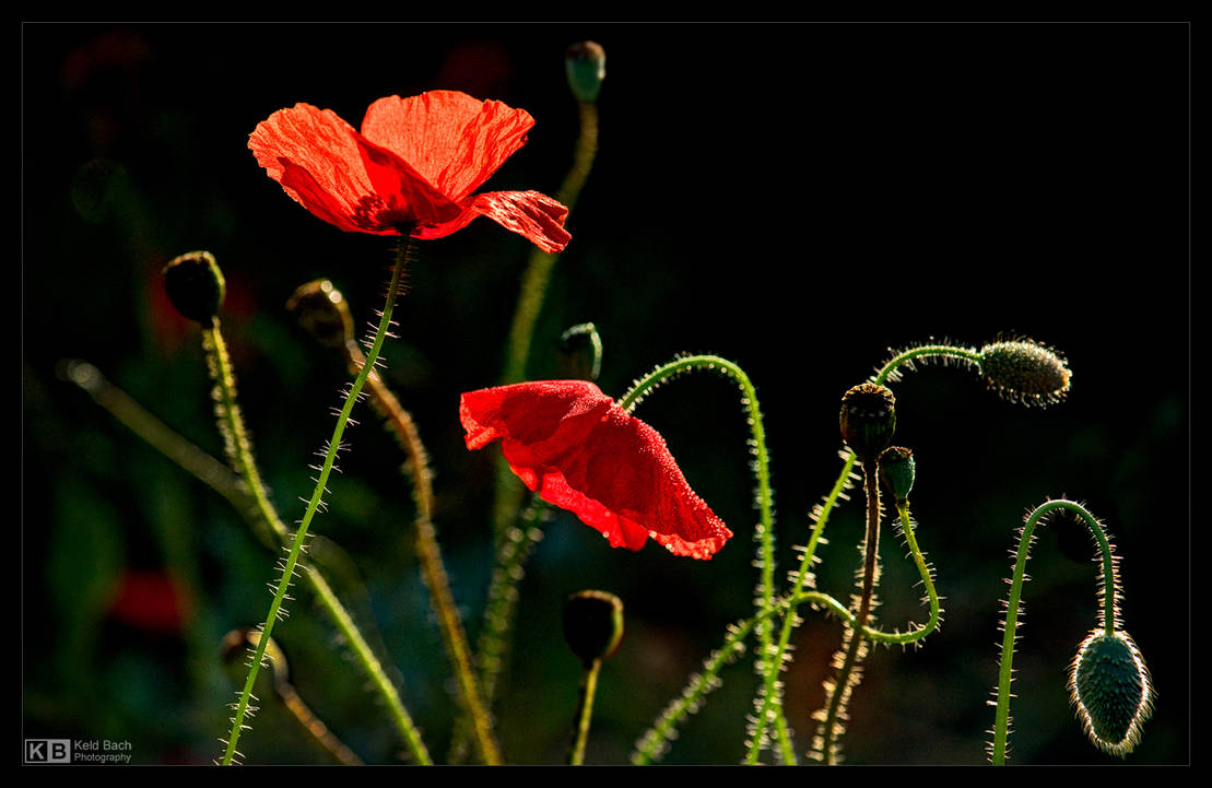 Poppies are Forever by KeldBach