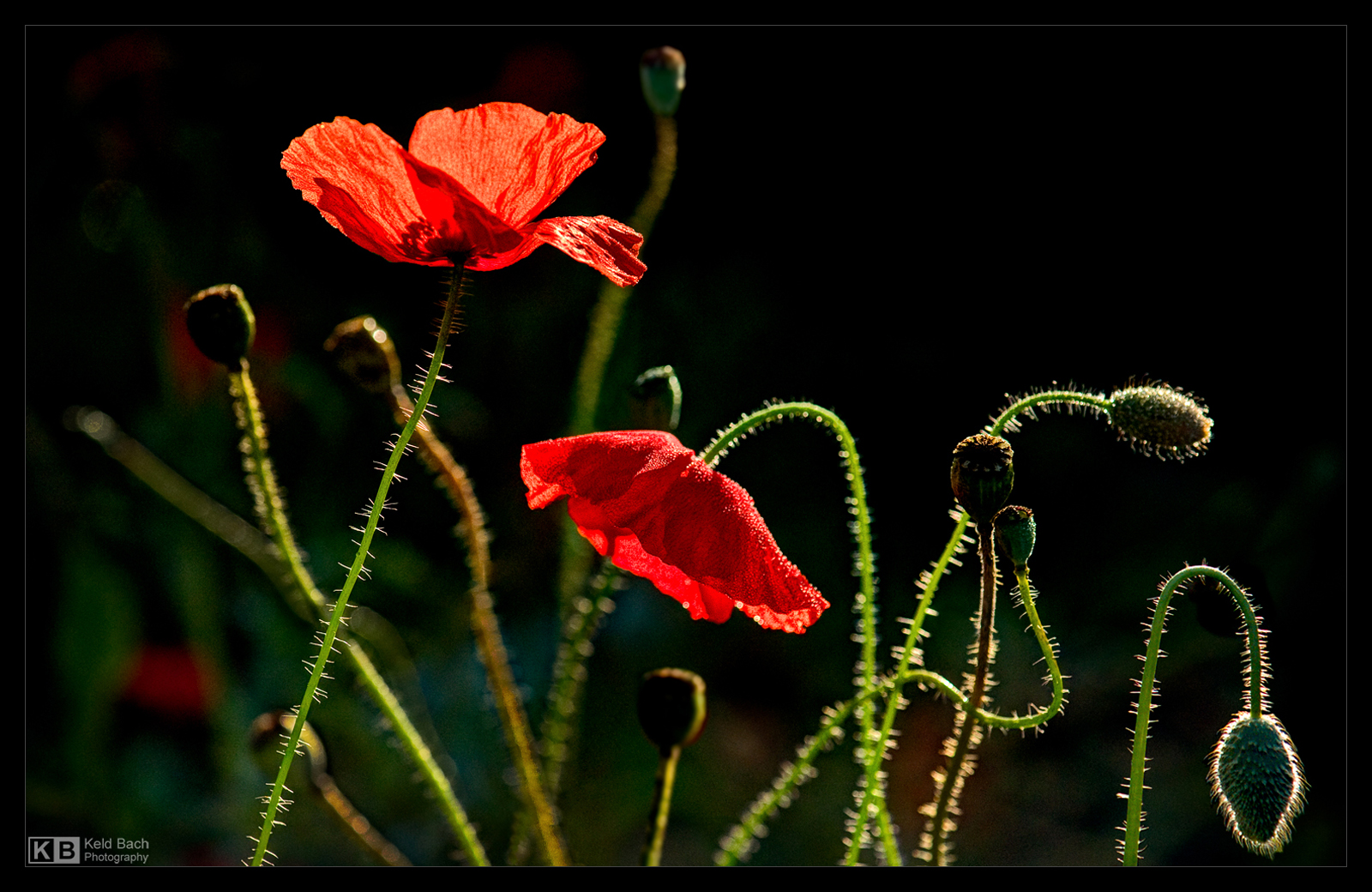 Poppies are Forever by KeldBach