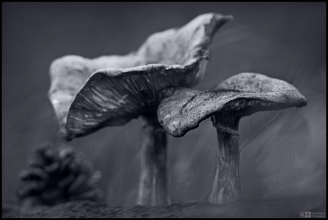 Chanterelle Sculptures in Mono