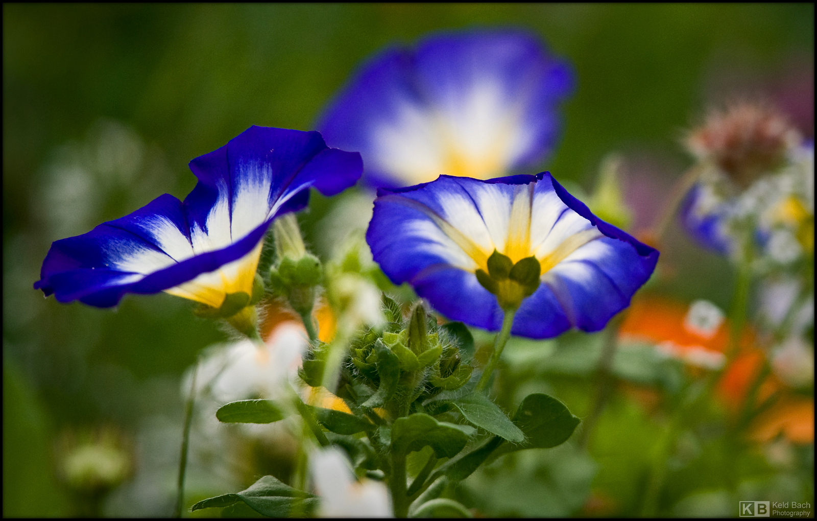 Blue Bindweed