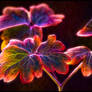 Flaming Aquilegia Leaves