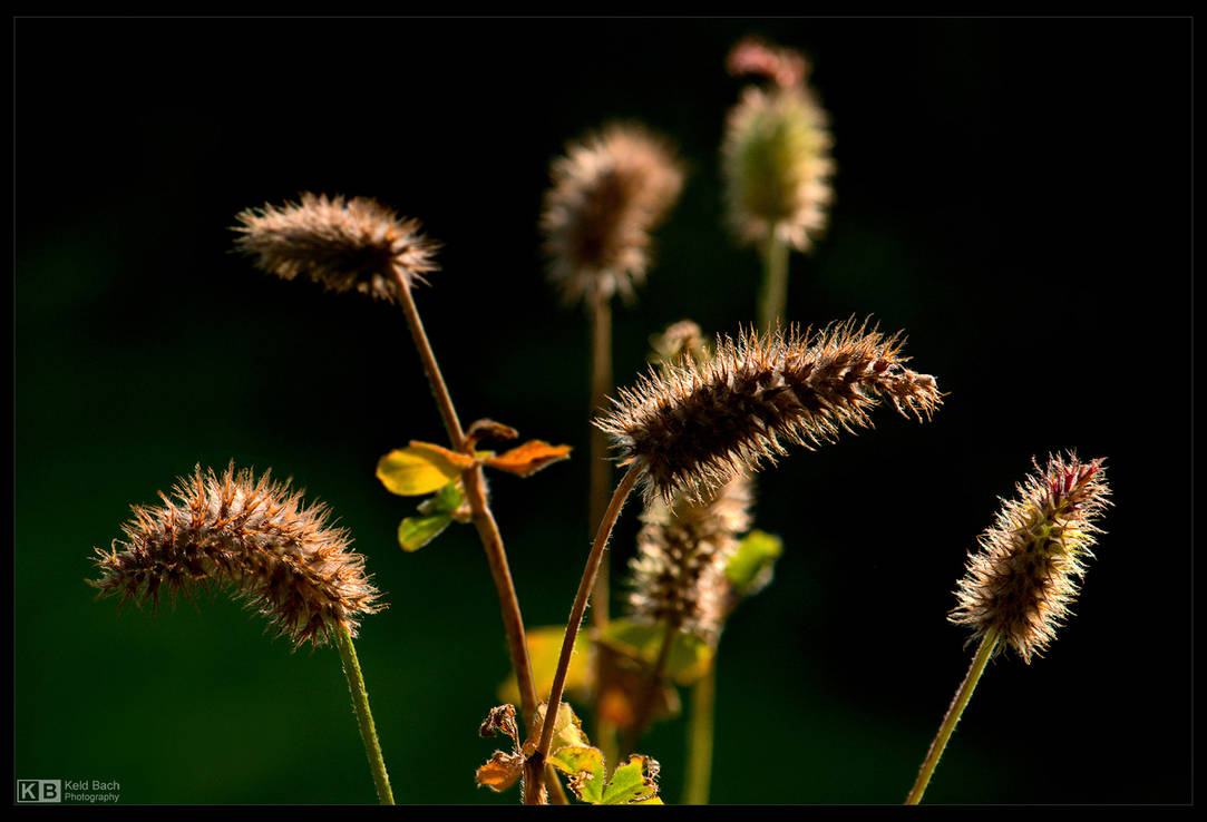 Fuzzy Seed Pods 2 by KeldBach
