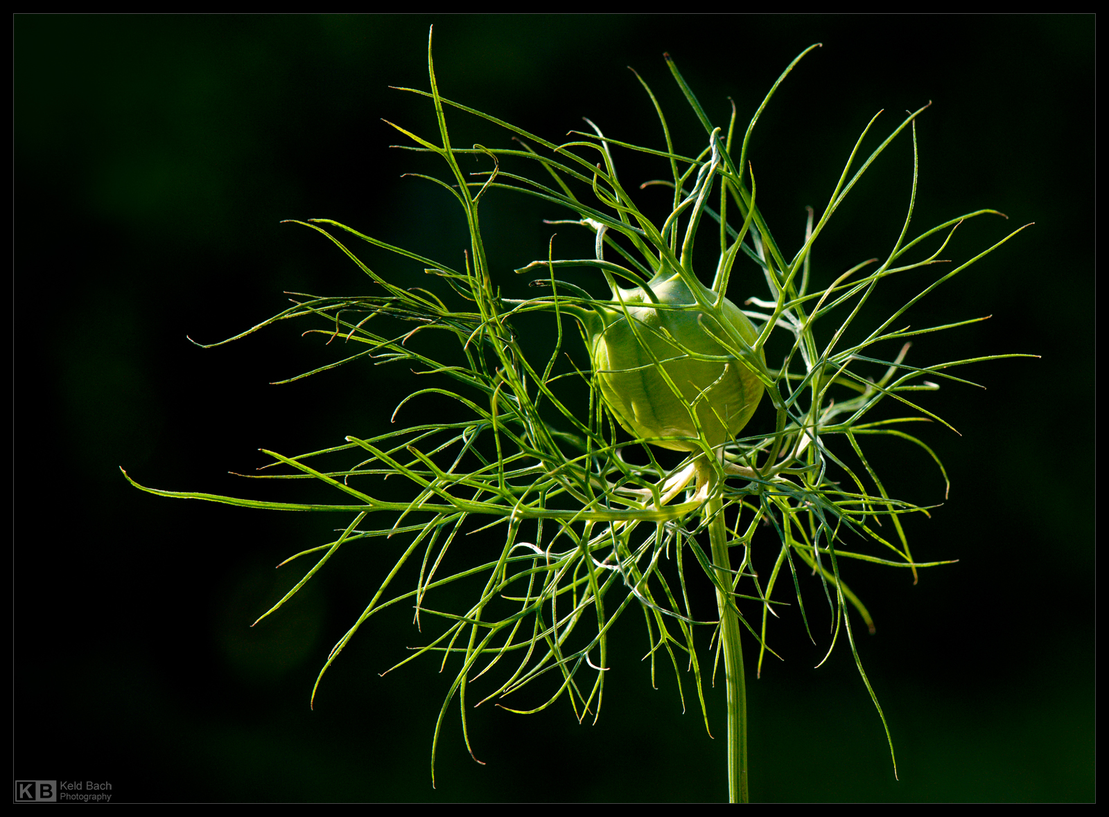 Behind My Fence by KeldBach