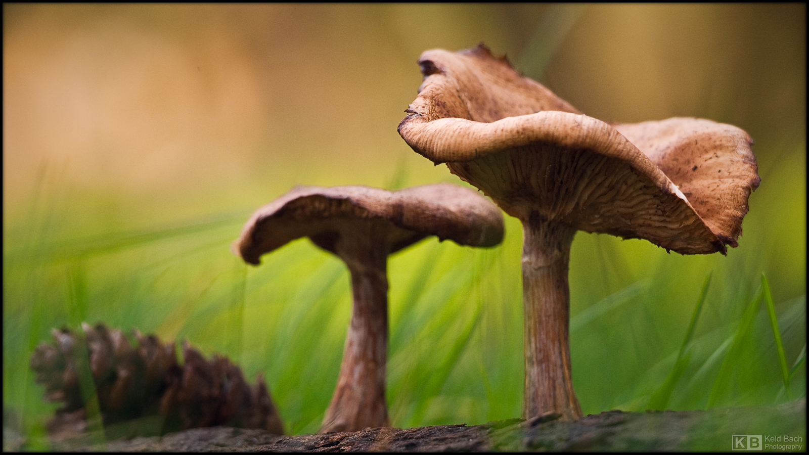 Chanterelle Duo