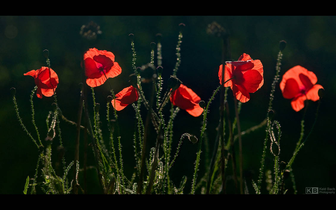 Red Light District by KeldBach