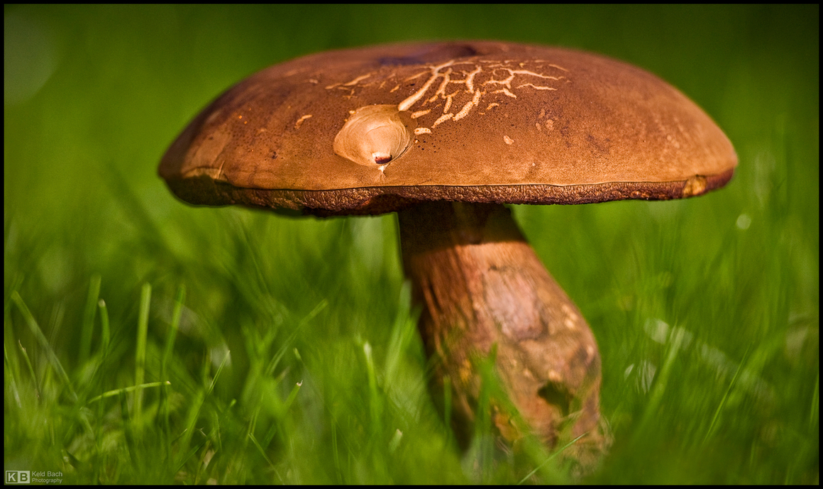 King Mushroom